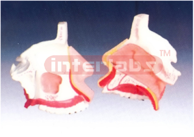 Model of the Anatomy Nasal Cavity